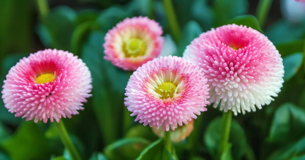 Close up of four pink spiky, round shaped flowers. Each flower fades from pink to white and has hundreds of tiny rolled up petals bunched together that resemble a pom pom.