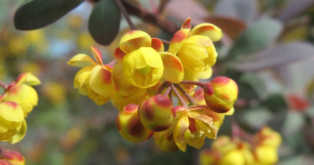 Close up of a cluster of tiny yellow and orange flower buds with several starting to open.