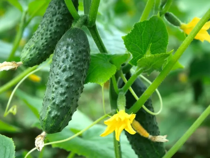 Bitter Cucumbers
