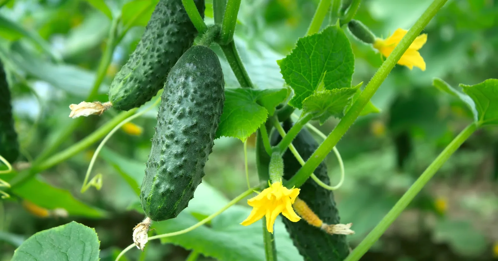 Bitter Cucumbers