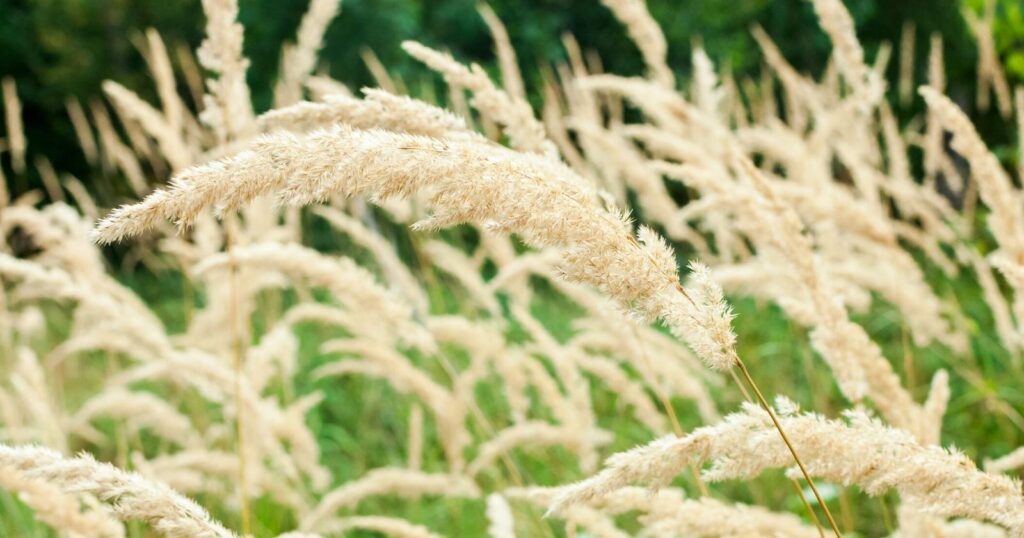 Field of tall fluffy, off white grass blowing in the wind.