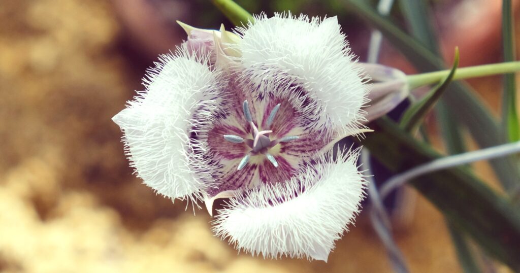 Close up of a white flower, that has bell-shaped petals that fade from white to lavender, completely covered in fine, silky hair.