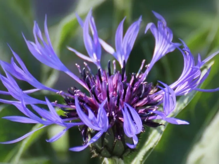 Purple Perennial Flowers