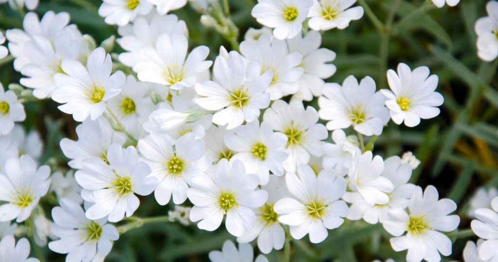 Close up of small white flowers. Each flower has five, heart shaped petals with a spiky yellow center.