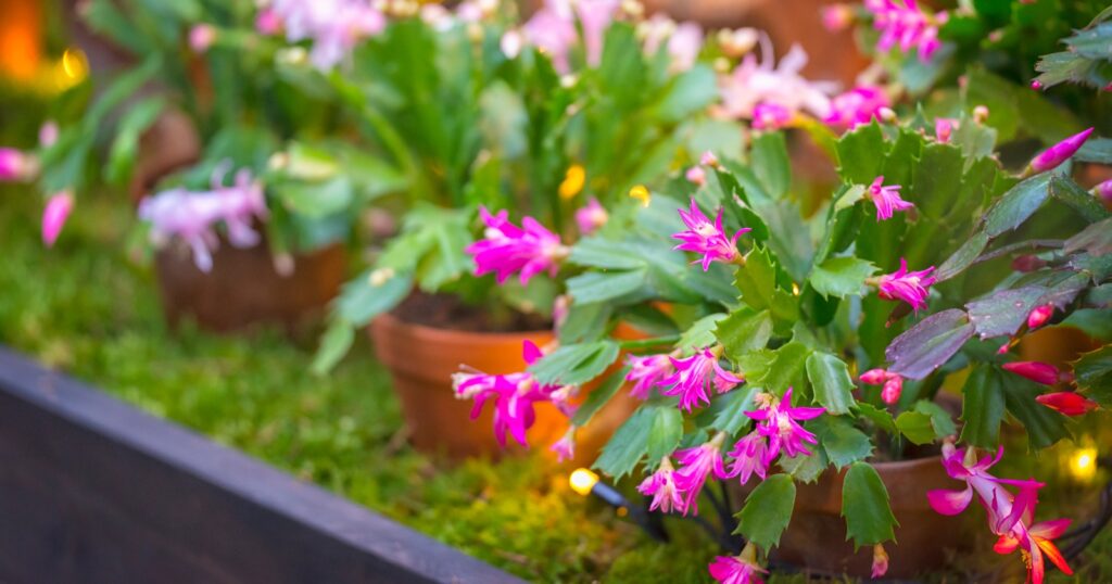 Row of potted, green plants with bright pink flowers. Each stem has stacking, flat, spiky, thick leaves with a pink, star shaped flower on the top.