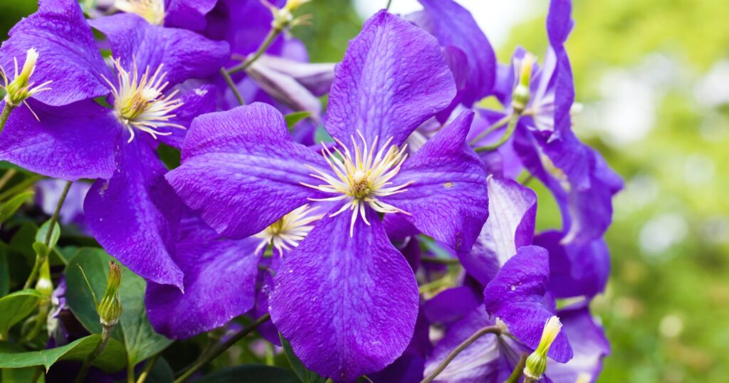 Close up of a bright purple flower with four rounded petals and a white spiky center.