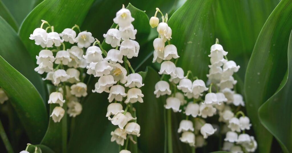 Tons of tiny, white, bell shaped flowers hanging from tall green stems, surrounded by tall, large, poited leaves.