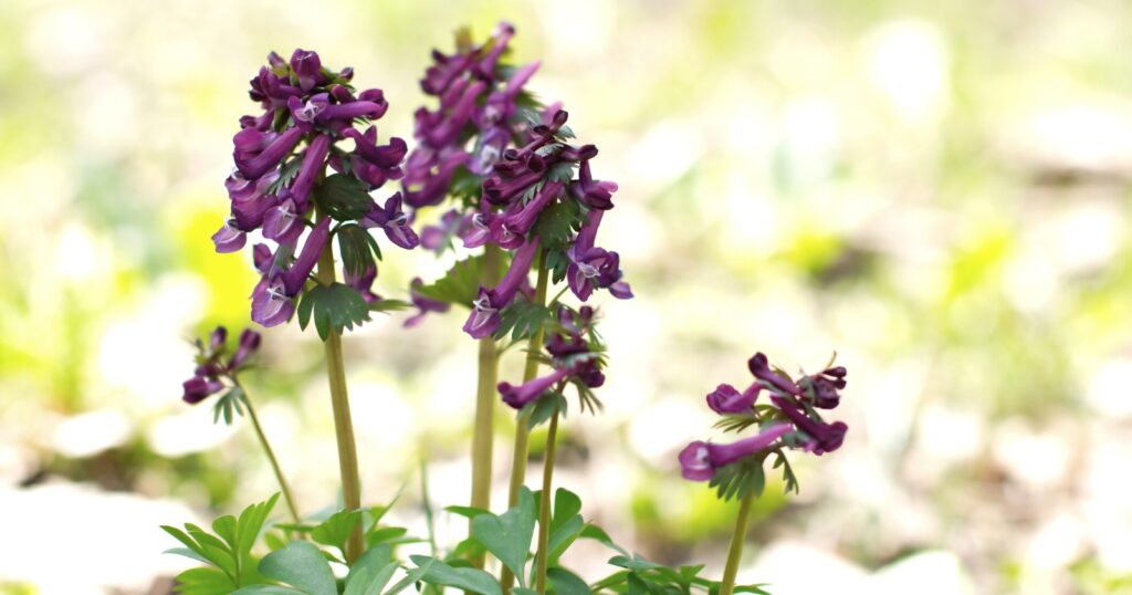 Close up of several tall flower stalks with clusters of long purple, tube shaped flowers on top of each stalk.