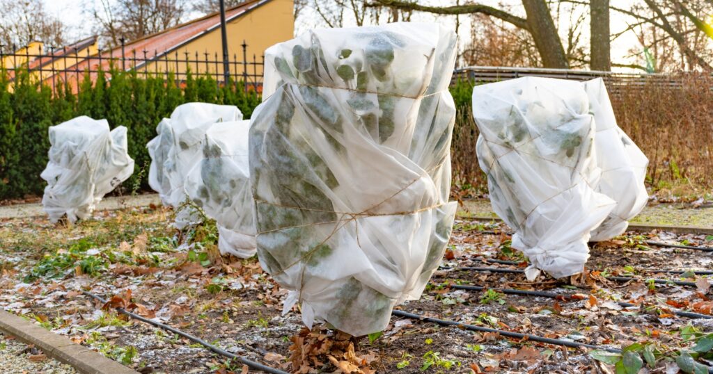 Several large plants wrapped with white cloth for protection.