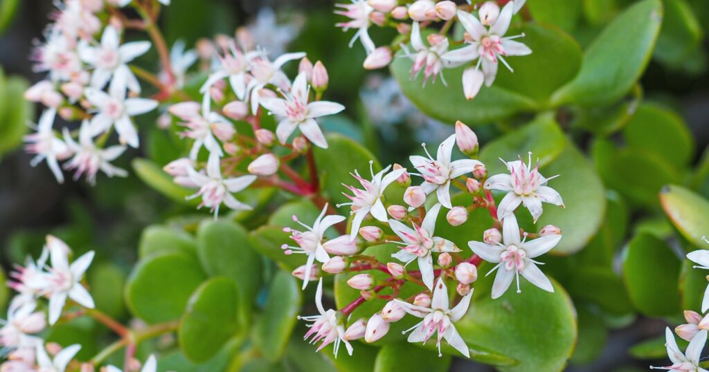 Clusters of light pink, star shaped flowers growing from a red stem out of thick, round, green waxy leaves.