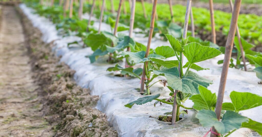 Row of plants in a garden covered with plastic at the base of the plants.