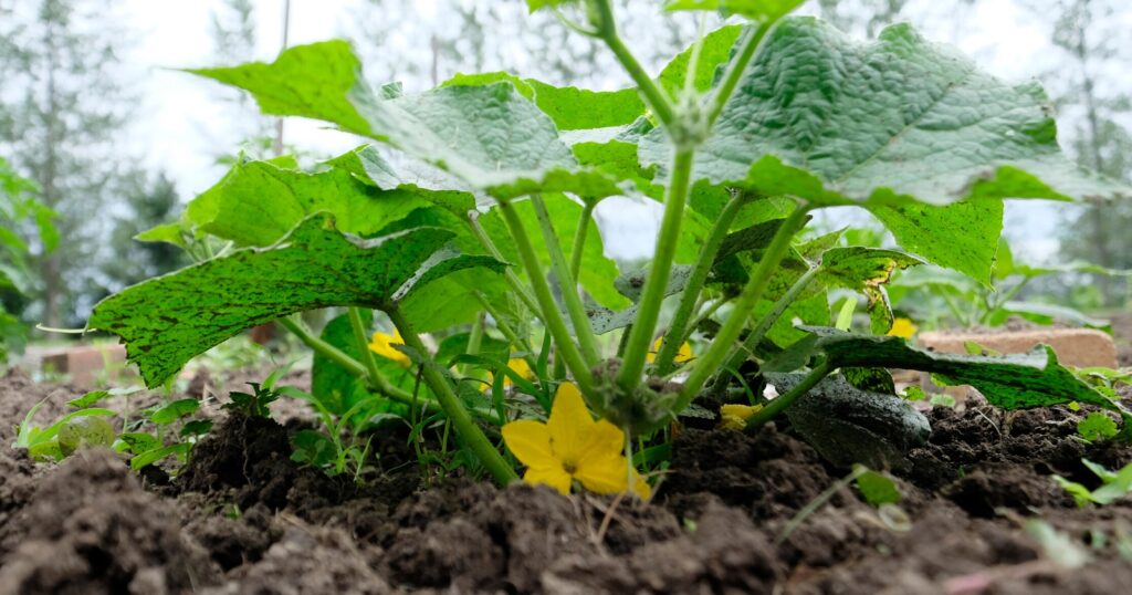 Large plant with big green leaves, growing out of the dirt ground. One small yellow flower at the base of the plant.