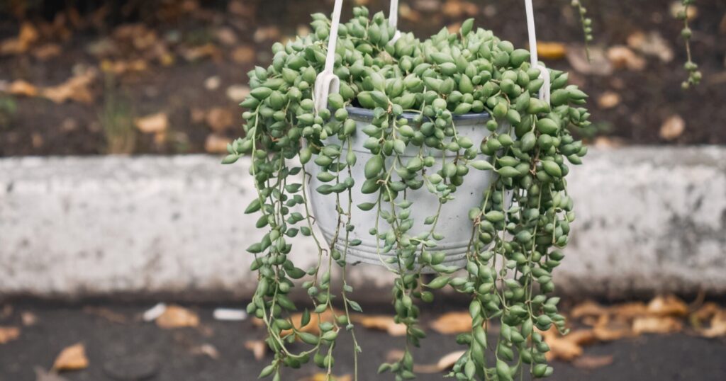 A hanging planter with a green plant in it that has long trailing vines, covered in tiny round green balls, hanging over the planter.