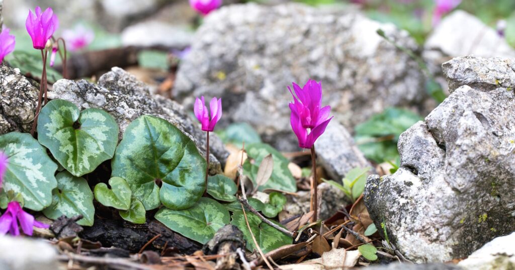 Close up of small pink flowers growing in between two large rocks in a leafy, wooded area. Each flower has small, pointed pink petals growing backwards in an upward position. The leaves are heart shaped with light green spotting.