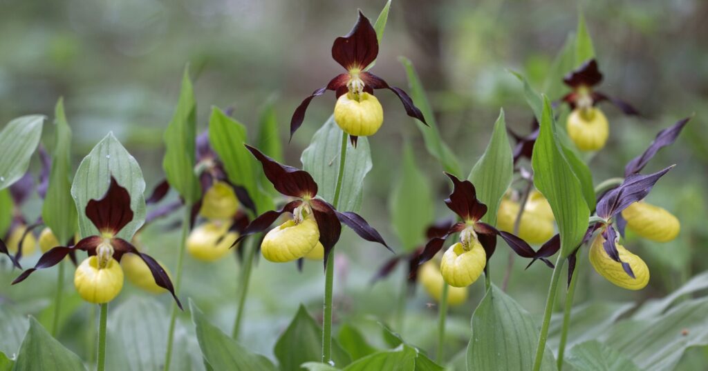 Close up of several tall flowers on tall green stems. Each flower has four pointed, dark red petals surrounding a yellow bulbous petal in the center.