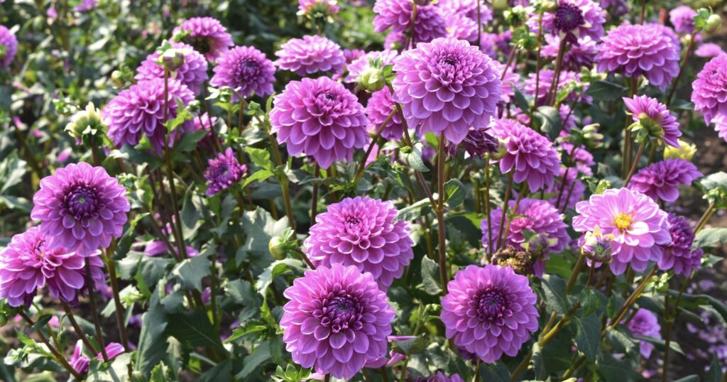 Field of tall pinkish purple flowers with tightly packed, rolled petals, stacked on top of each other in rows around the flowers center.