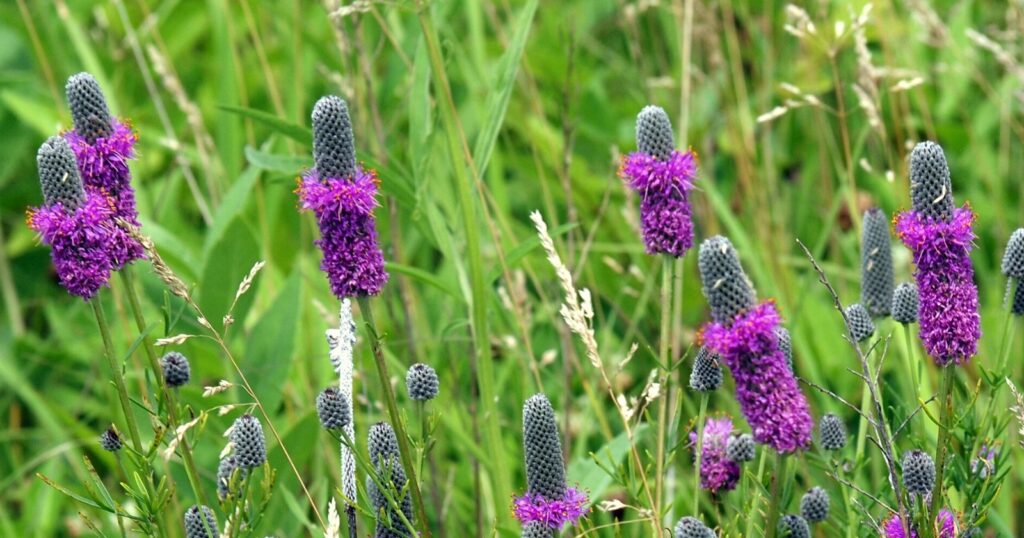 Filed of tall cone shaped, purple flowers.