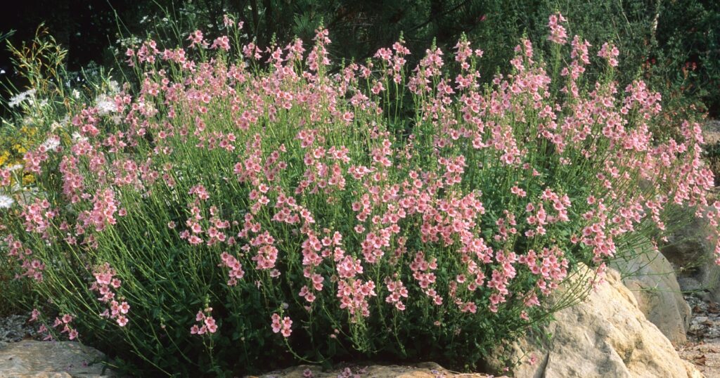 Tall grassy sprays with tiny pink flowers all over it, growing in the middle of large rocky boulders.