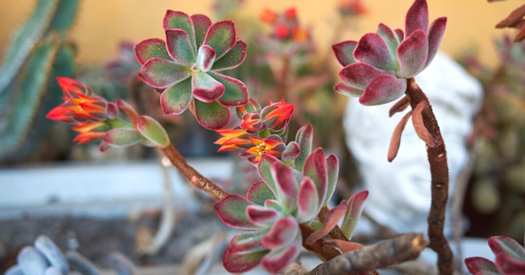 Plant with tall thick, dark brown stems with fuzzy red and green leaves clustered on the top. Two stems have a small cluster of bright orange flowers blooming from it.
