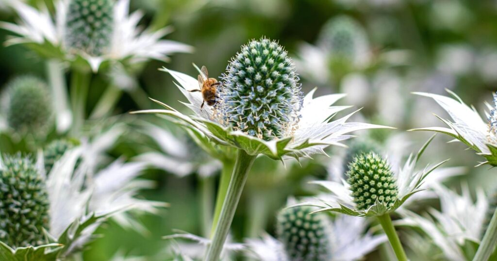 Close up of a bee on a tall green flower. Flower has a ball of tiny blue spikes in the shape of a dome, and pointy leaves growing around the base of the flower.