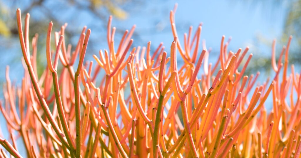 Close up of a plant that has long, skinny, stick like leaves that fade from light orange to green.