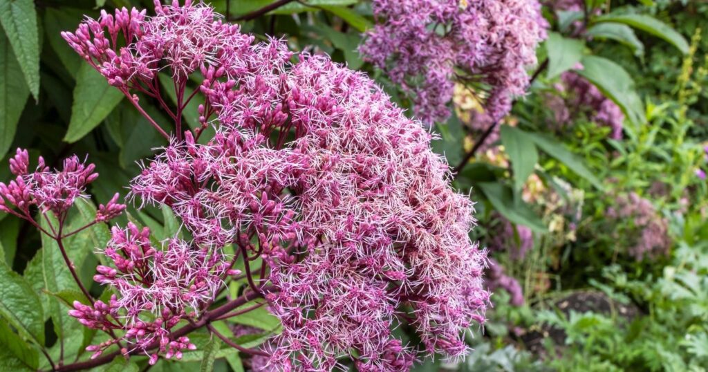 Large cluster of tiny pink flowers on the top of a long red stem.