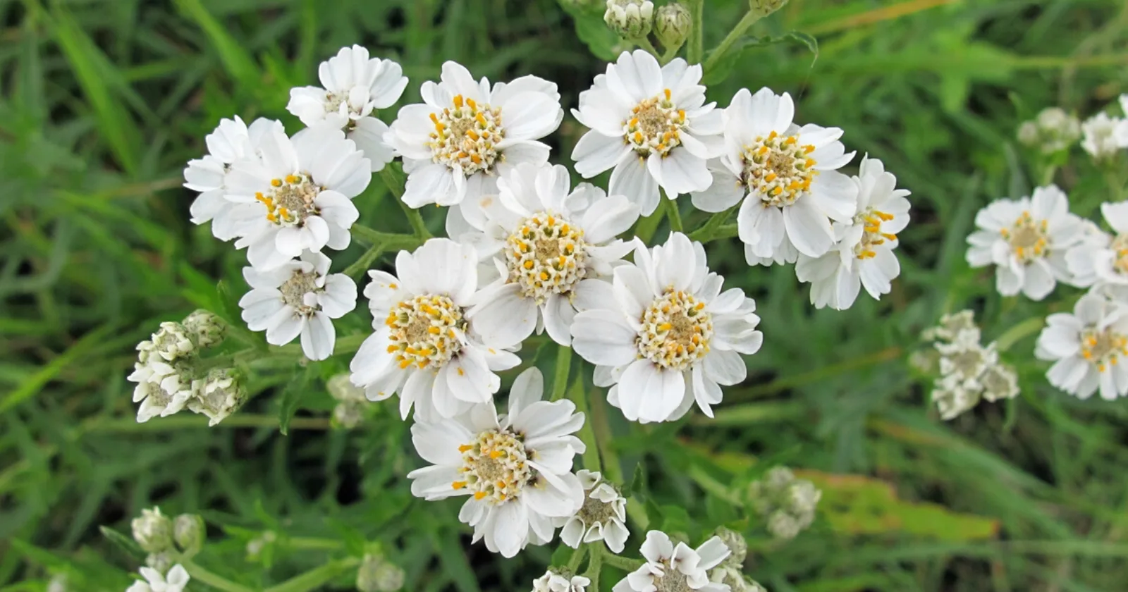 Flowers with 10 Flower Petals