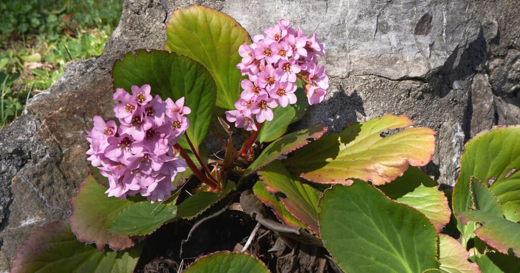 Two pink flower stems growing out from a crack in a large rock. Each flower has multiple small pink flower clusters perched on top of red stems that are nestled in large, round green leaves with red edges.
