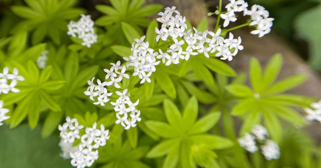 Close up of small white flowers. Each flower has four, star shaped petals and large light green leaves made up of eight, long pointed leaves.