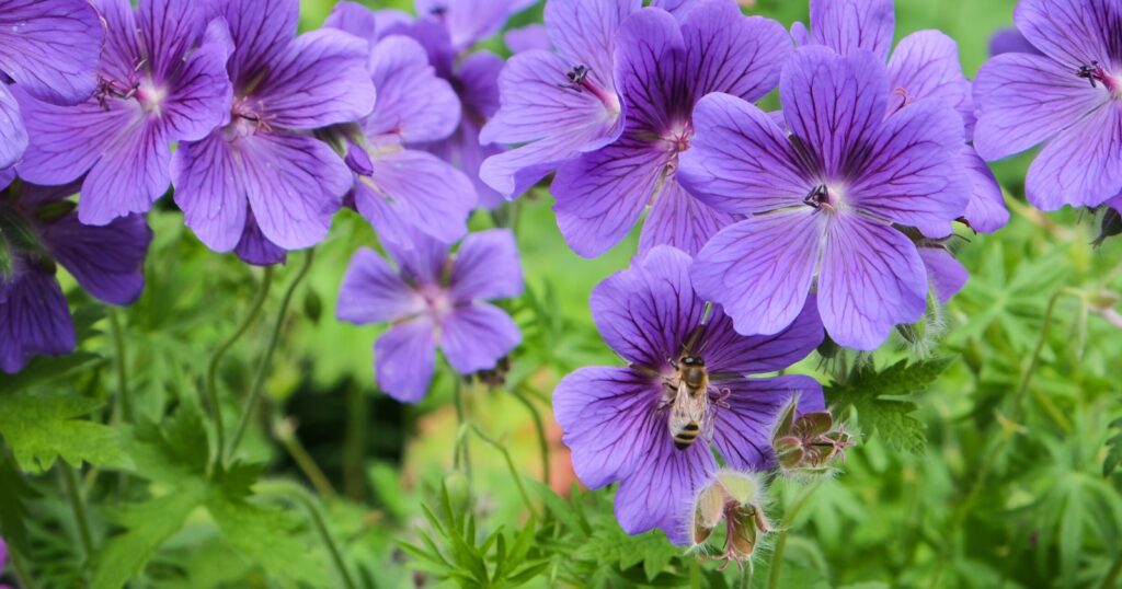 Close up of light purple flowers in a garden. Each flower has five heart shaped petals with dark purple veining.