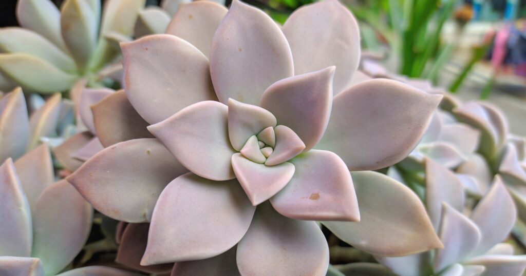 Close up of a light pink plant with thick, flat, rounded, layered leaves that point at the tip.