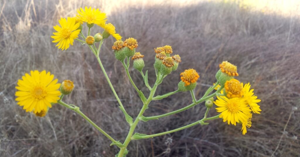 Tall green stem with several stems growing off of it that have bright yellow flowers on them. Each flower has overlapping, long yellow petals. 