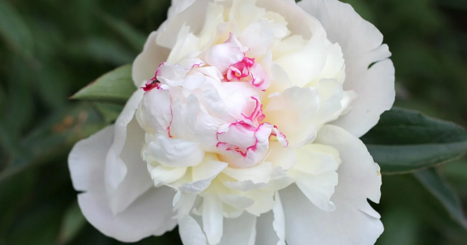 Hardiness Zone Three Perennial Flower in Garden