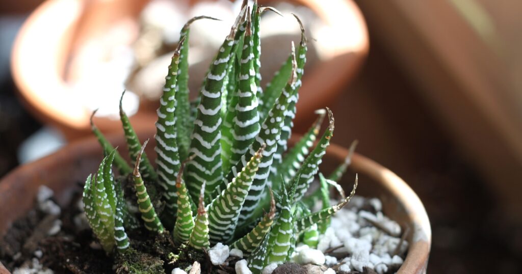 Close up of a striped green plant in a clay pot. Leaves are thick and tough, dark green with white bands, thicker at the base and tapering to a spiky point.
