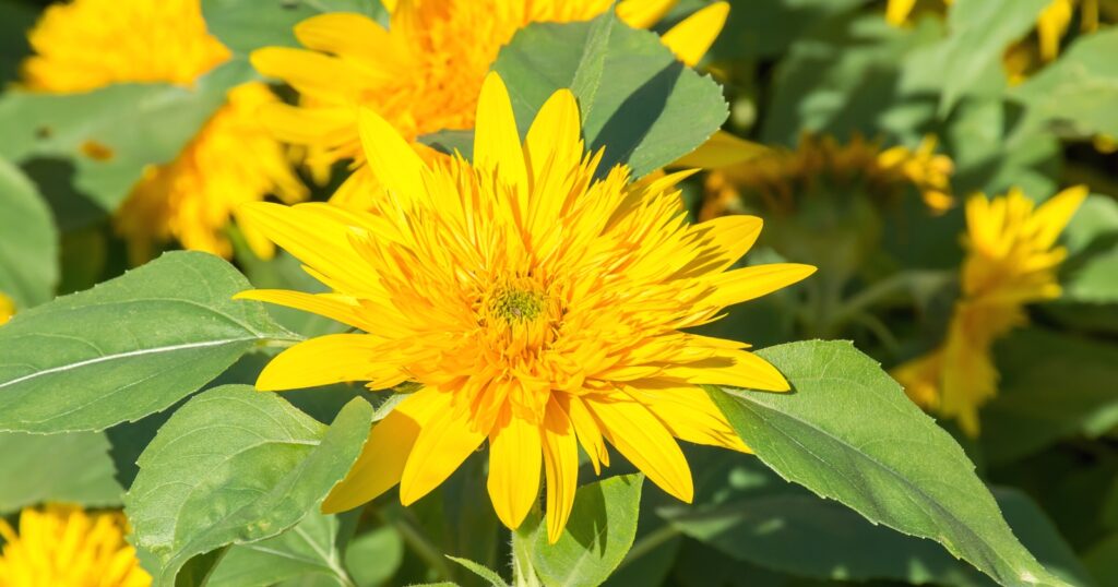 Close up of a bright yellow flower with layers of long pointed petals behind layers of bushy petals in the center. Flower is surrounded by green pointed leaves.