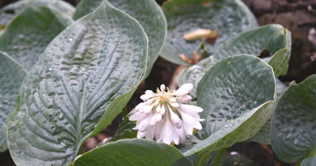 Extra large silver colored leaves with deep veining. One small light pink flower cluster growing in the center of the large leaves.