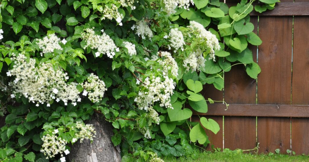 Wood fence with a large bush with big white flowers, growing up the front of it.