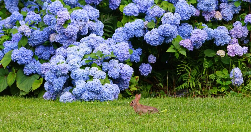 Small rabbit sitting in the grass in front of a large bush with blue flowers all over it.