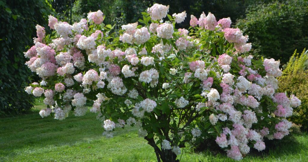 Medium sized tree with lots of green leaves and large light pink flower clusters on it.