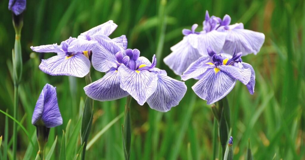 Close up of four tall, purple flowers. Each flower has five petals that curl away from its purple and yellow center.