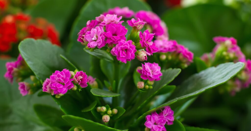 Close up of tiny pink flowers clustered on top of a thick green stem, surrounded by large waxy green leaves.