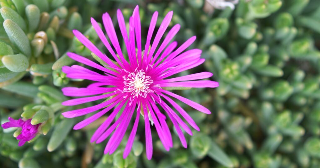 Close up of a bright pink flower with tons of long, skinny, spaced apart petals surrounding a spiky white center.