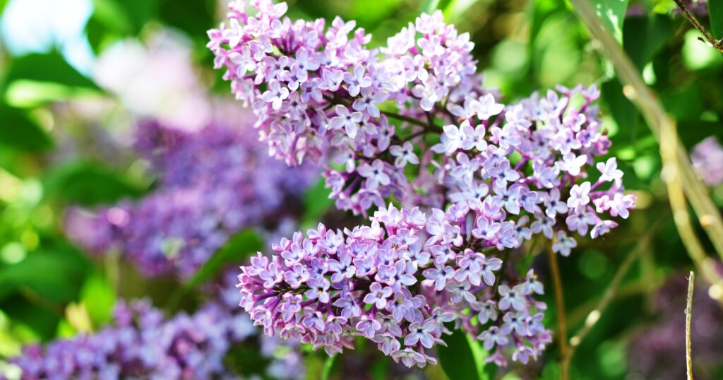 Close up of a cluster of tiny light purple flowers hanging from a branch on a bush.
