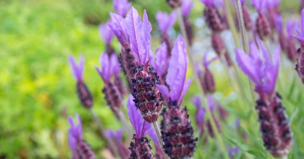 Close up of tall stems with a tight cluster of purple flower buds on the top of each stem.