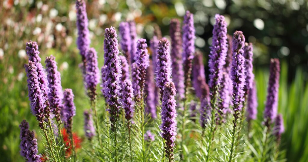 Filed of tall purple, bushy flower stalks.