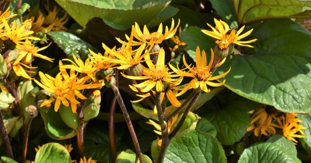 Tall, dark red flower stalk with off shoots of bright yellow flowers, surrounded by very large, green, oval shaped leaves. Each flower has long, skinny, spaced apart petals, with a spiky yellow center.