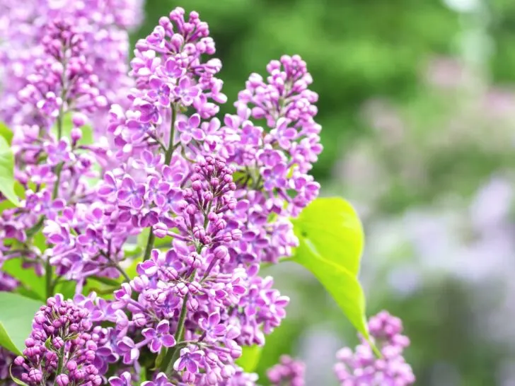 Pruning Your Lilacs