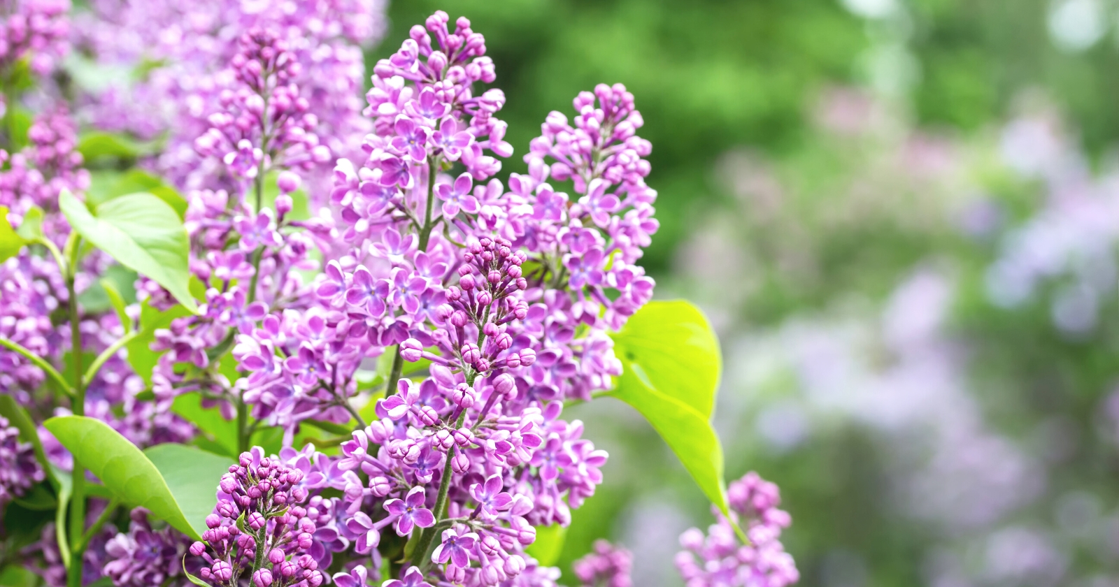 Pruning Your Lilacs