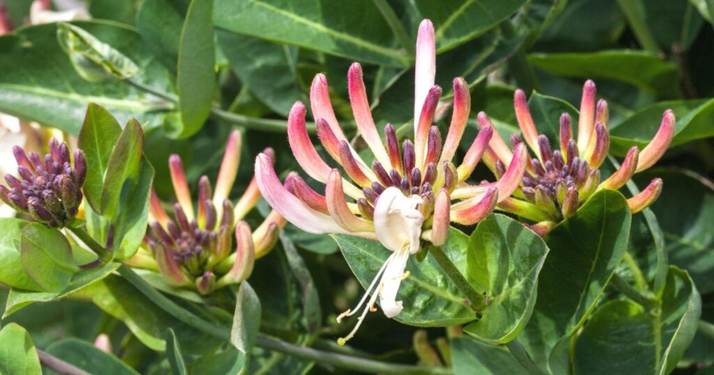 Close up of several flowers growing on a green bush. Each flower is yellow, pink and purple thats petals forms a claw shape.