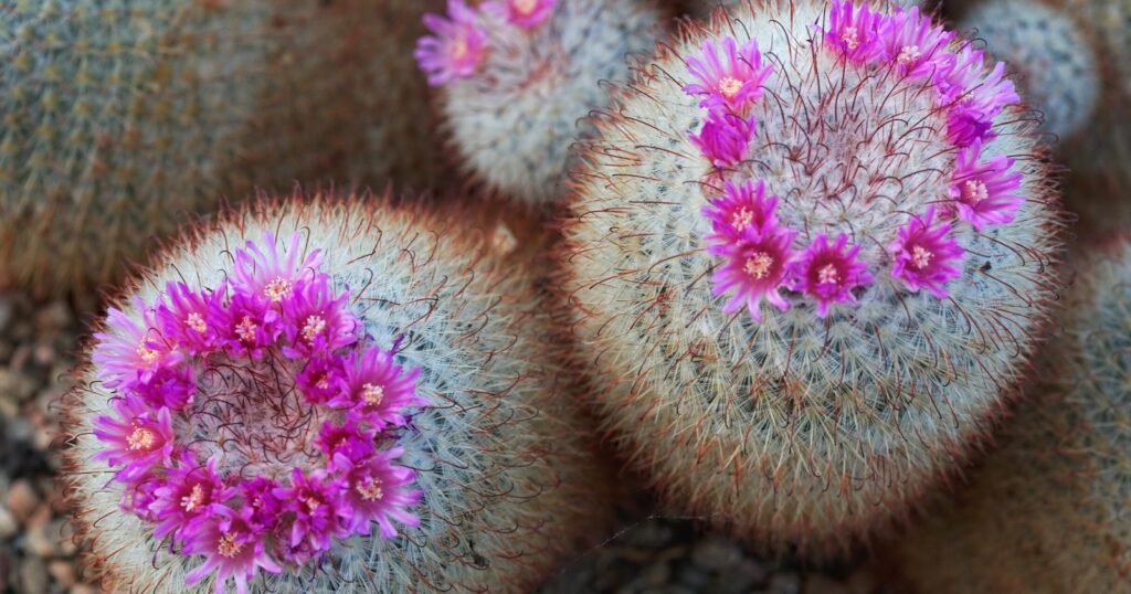Close up of two rounded plants covered with a white fuzz, and small red spikes all over it. The top of the plant has a circle of tiny pink flowers blooming from it.